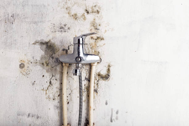 Best Certified Mold Removal  in Verde Village, AZ