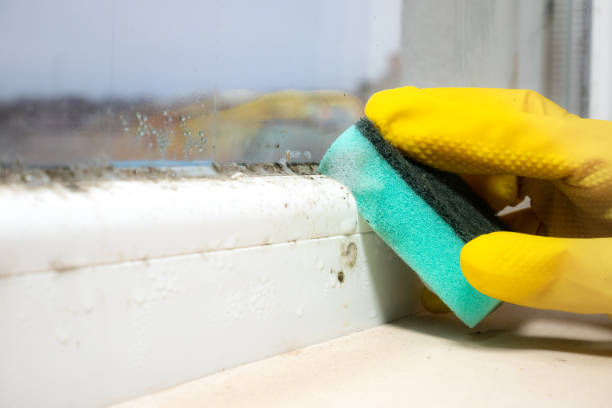 Home Mold Removal in Verde Village, AZ