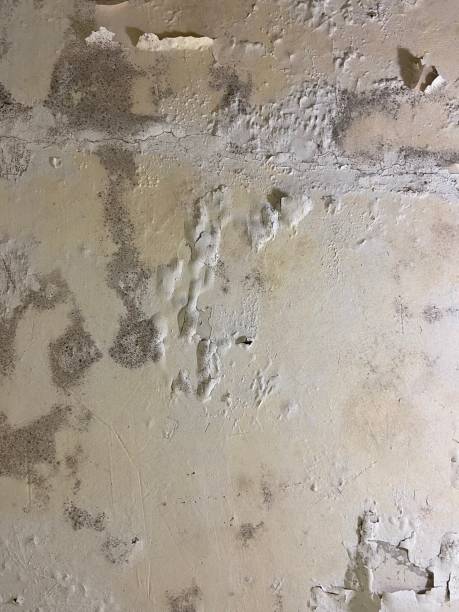 Best Local Mold Removal Service  in Verde Village, AZ