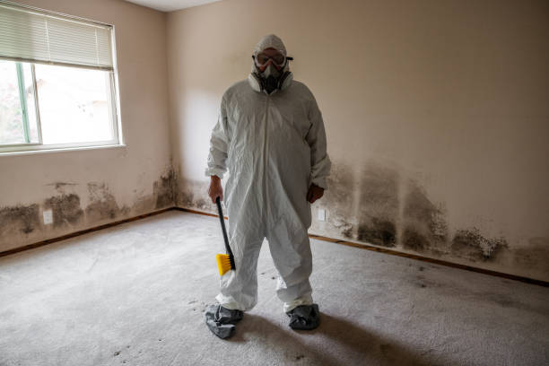 Office Mold Removal Services in Verde Village, AZ