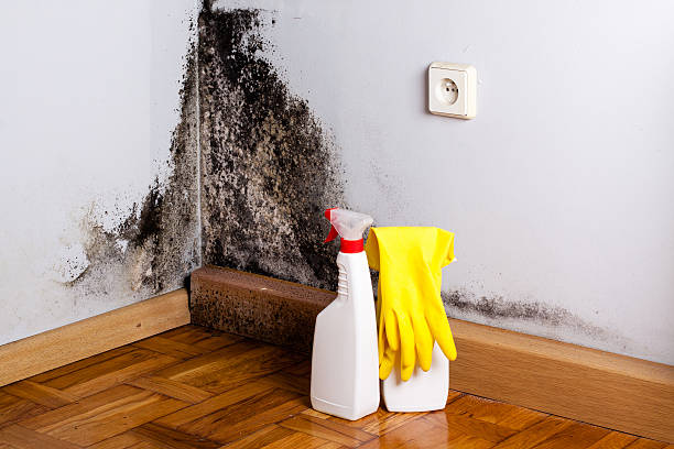 Best Mold Cleaning Services  in Verde Village, AZ
