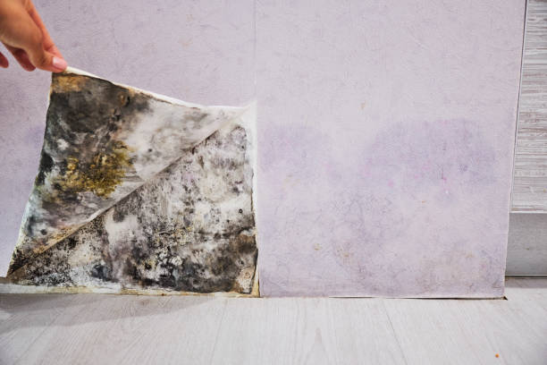Best Best Mold Removal Companies  in Verde Village, AZ